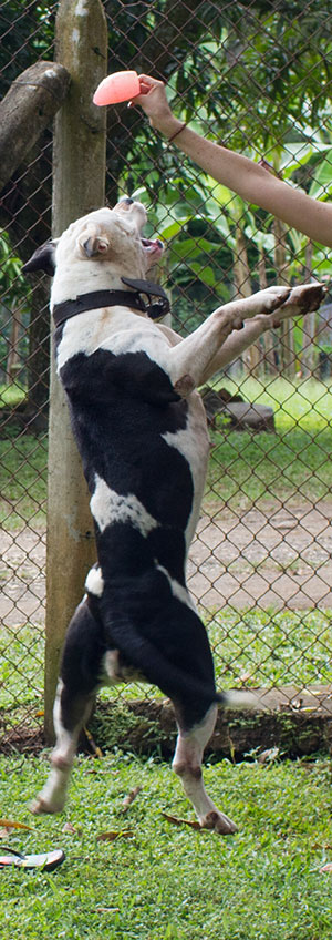 American Bulldogs of Costa Rica