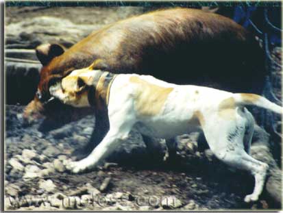 american bulldog hunting
