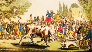 Bull Baiting: Click to Enlarge
